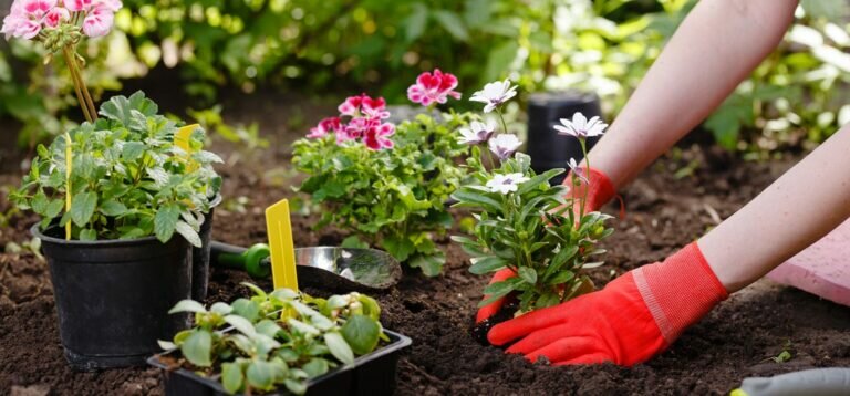 Easy Steps to Plant Your First Garden